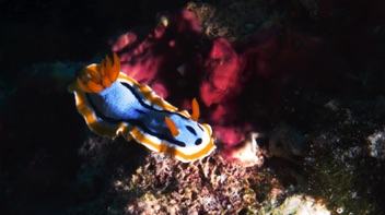 Nudibranch